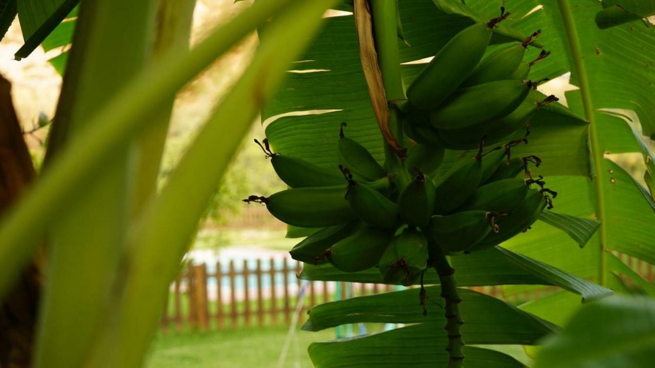 Tropical Studio Órgiva Kültér fotó